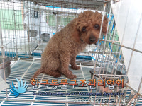 서울 노원구 상계동 신동아아파트 앞에서 푸들 발견 보호
