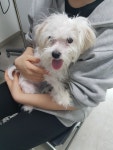 서울 관악구 까치산놀이터에서 말티즈 발견 보호