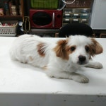 광주 북구 용봉동에서 흰갈색 강아지 발견 보호