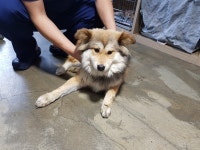 경기 광주 초월읍 지월리 일대에서 갈색 강아지 발견 보호