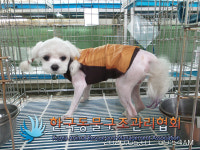 서울 강서구 국회대로7길 금강몰 앞에서 말티즈 발견 보호