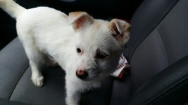 경기 수원 화서어린이집에서 흰색 강아지 발견 보호