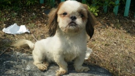 경기 수원 서평초등학교 정문에서 시츄 발견 보호