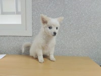 경남 창원 북면 센텀파라디아파트 부근에서 연갈색 강아지 발견 보호