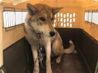 부산 기장 일광해수욕장에서 회흰색 강아지 발견 보호..초록 목줄