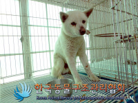 경기 연천 청산면 국궁장 인근 야산에서 흰색 강아지 발견 보호..빨간 목걸이