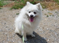 경북 구미 원평동 가야석유 인근에서 스피츠 발견 보호