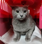 광주 북구 본촌동에서 러시안 블루 고양이 발견 보호