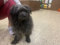 전북 전주 본병원 앞에서 검정색 강아지 발견 보호