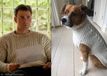 `어벤져스면 뭐해! 똥손인댕`..반려견 털 깎고 후회한 캡틴아메리카