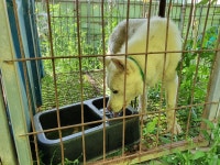 전남 함평 학교면 신기길 50에서 흰색 강아지 발견 보호