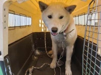 부산 기장 두명터널 부근 버스정류장에서 진돗개 발견 보호