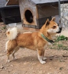 강원 정선 화암면 양지좌사길에서 황색 강아지 발견 보호