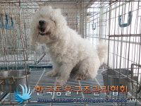 서울 노원구 중계주공2단지에서 비숑 프리제 발견 보호