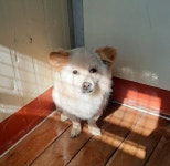 경북 경주 양북면 기림사 인근 용동교에서 연갈색 강아지 발견 보호