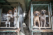 40년 식용견 농장주가 전업을 결심한 이유