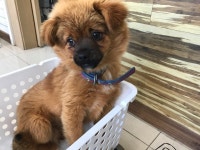 충남 서산 대산읍 충의로 1823에서 갈검색 강아지 발견 보호..파랑 목줄 착용