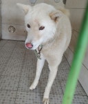 광주 북구 오치동에서 흰색 강아지 발견 보호