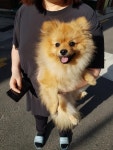 서울 관악구 우림시장에서 포메라니안 발견 보호