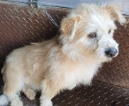 경남 창녕 영산면 봉암리에서 흰노랑색 강아지 발견 보호