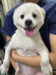 서울 관악구 신림사거리 순대타운 앞에서 스피츠 발견 보호