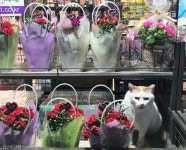 꽃 사세요! 편의점에서 꽃파는 고양이가 있다