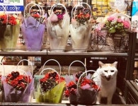 꽃 사세요! 편의점에서 꽃파는 고양이가 있다