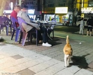 꽃 사세요! 편의점에서 꽃파는 고양이가 있다