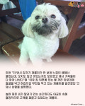 아련한 표정으로 SNS 스타된 강아지의 반전 정체..아궁이 고구마 훔쳐먹다 딱 걸려