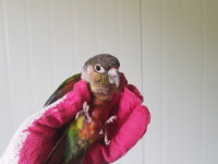 경기 남양주 금곡동에서 앵무새 발견 보호..발목에 알루미늄 밴드