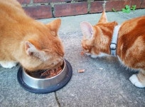 동네 냥이들이 냥글냥글 모이는 집의 비결..여기가 사료 맛집이냥?