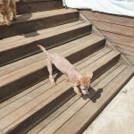 전북 군산 대야면사무소 부근에서 푸들 발견 보호