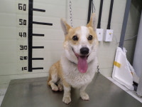 경기 가평 청평그린휴게소에서 웰시 코기 발견 보호