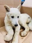 경기 파주 문산 도로 인근에서 흰색 강아지 발견 보호..교통사고