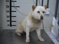 경기 가평 대보리에서 흰색 강아지 발견 보호