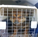 대전 서구 복수남로 11번길 84에서 흑갈색 강아지 발견 보호