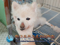 서울 노원구 한글비석로 청원중학교 인근에서 포메라니안 발견 보호
