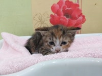 대구 중구 남문시장 부근에서 갈검색 고양이 발견 보호