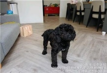 대전 서구 괴정동 53-37에서 푸들 발견 보호