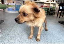 충남 부여 옥산면 일유길 93-18에서 갈색 강아지 발견 보호