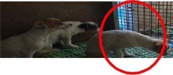 경남 고성 공룡로 2137에서 갈색 점박이 강아지 발견 보호