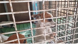 경남 고성 공룡로 2137에서 갈흰색 강아지 발견 보호