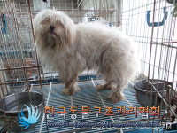 서울 강서구 화곡2동 신정초등학교 인근에서 흰색 강아지 발견 보호