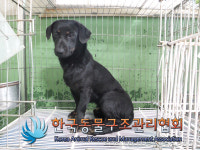 서울 노원구 공릉동 삼육대학교 일대에서 검갈색 강아지 발견 보호