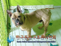 경기 김포 대곶면 초원지리에서 불독 발견 보호