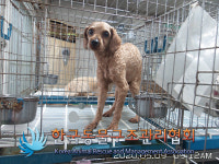경기 김포 고촌읍 태리 888-4에서 푸들 발견 보호