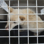 전북 군산 임피면 축산리에서 흰색 강아지 발견 보호..개농장 탈출