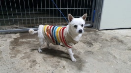 경북 경산 중방동에서 흰색 강아지 발견 보호..남천강변서 배회