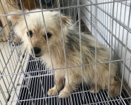 충남 서산 호수공원 홍익돈까스 앞에서 갈검색 강아지 발견 보호