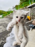 충북 청주 남일석재에서 터키시 앙고라 믹스 발견 보호